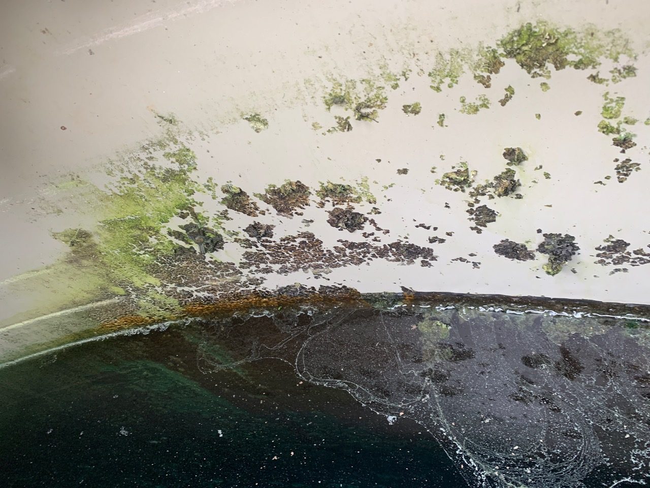 Algae in your Rainwater Tanks? Pristine Water Systems